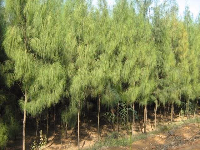 ¿Qué fertilizante se usa para Casuarina?