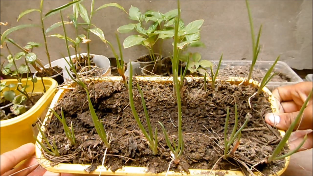 ¿Qué fertilizante se usa para Casuarina?