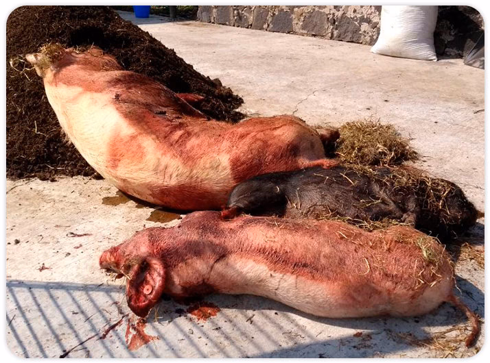 ¿Qué es el pelo de chancho?