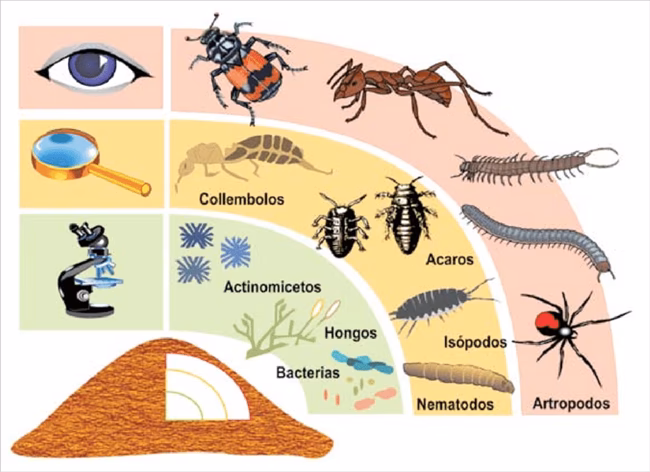 ¿Cuáles son los organismos que llevan a cabo el proceso de compostaje?