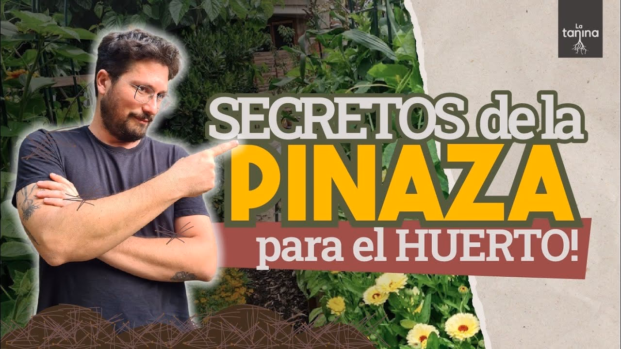 ¿Cuáles son los peligros de recoger una pinaza?
