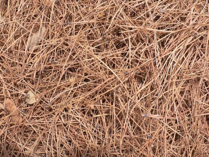 ¿Cómo descomponer la pinaza?