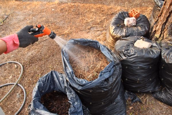 ¿Cómo compostar aciculas de pino?