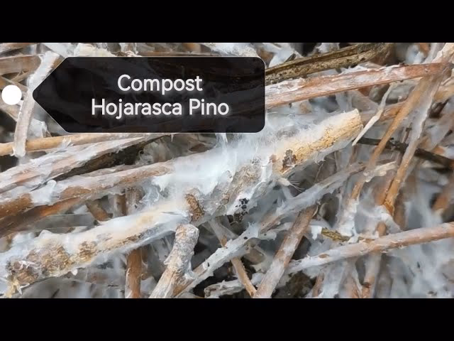 ¿Cómo compostar aciculas de pino?