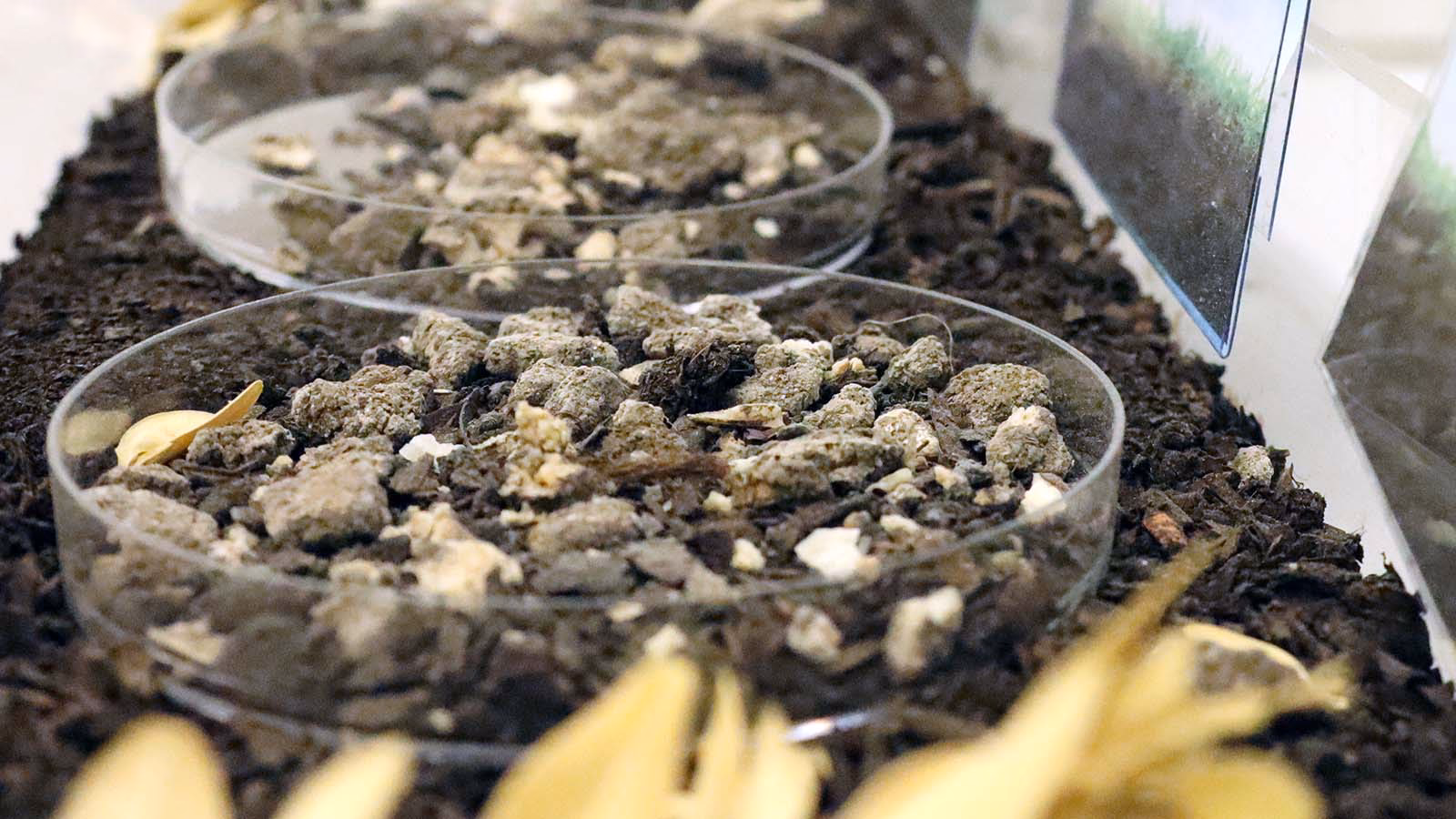 ¿Qué son los envases biodegradables o compostables?