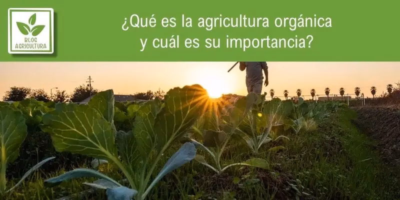 ¿Cuáles son los principios de la agricultura orgánica?
