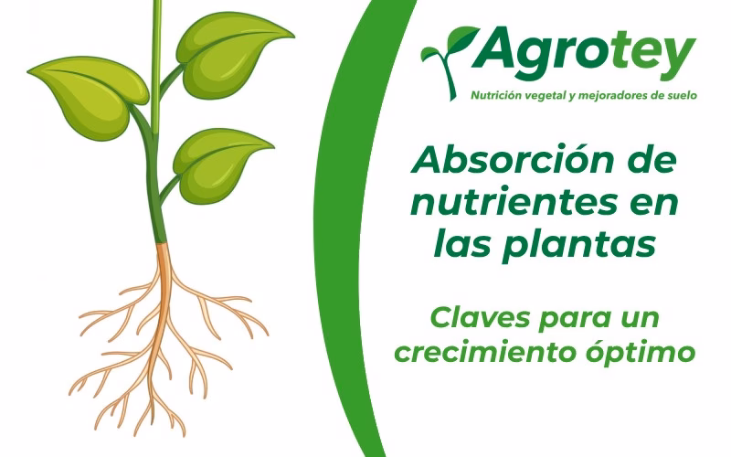 ¿Qué es la biodisponibilidad de un medicamento?