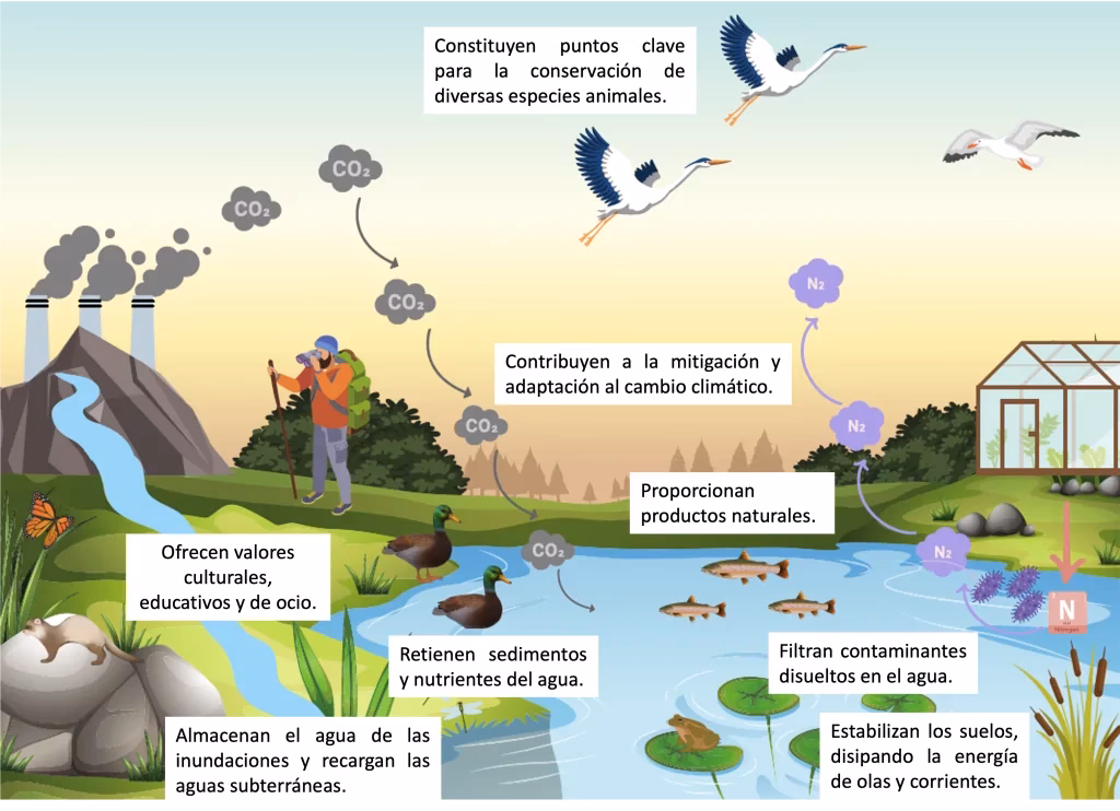 ¿Cómo conservar los humedales?