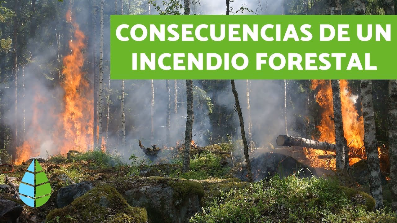 ¿Cómo afectan los incendios a los ecosistemas?
