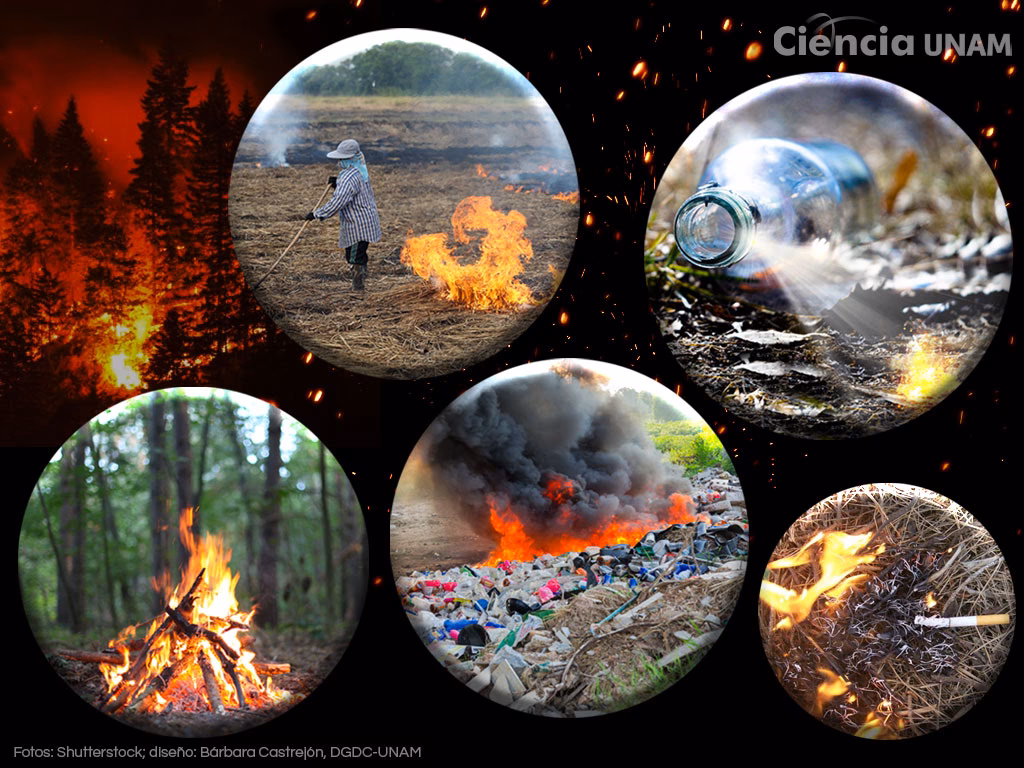 ¿Cómo podemos prevenir y mitigar los impactos de los incendios forestales?