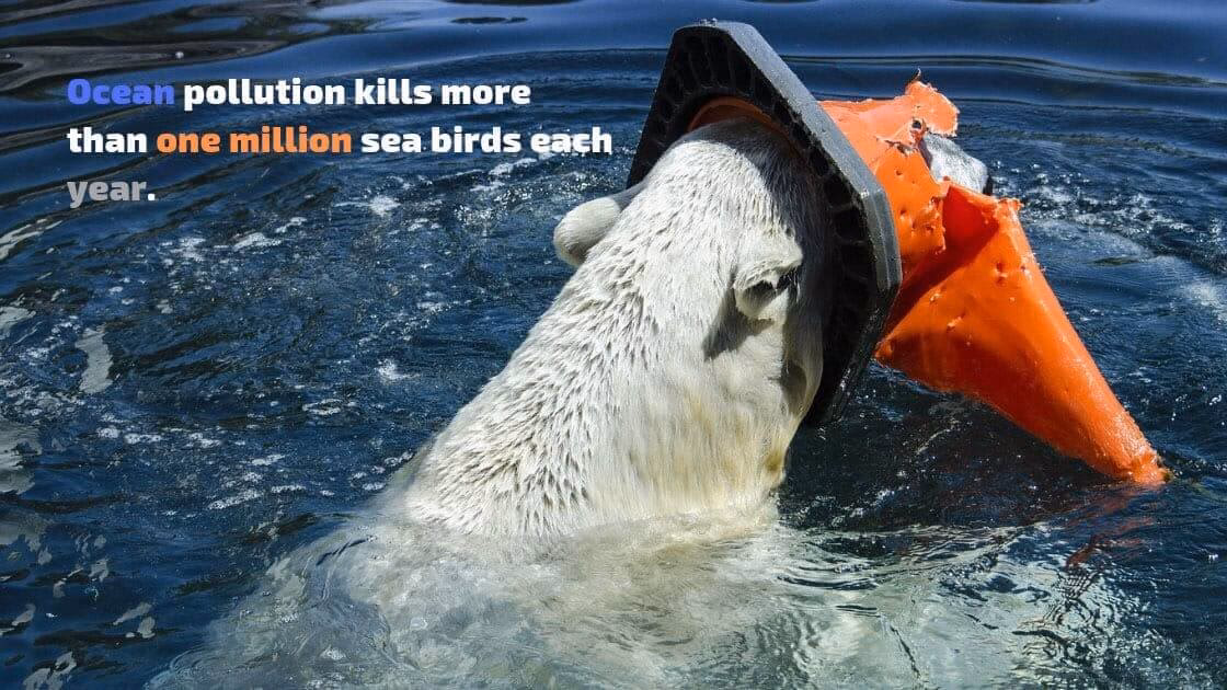 Do Penguins die at sea?