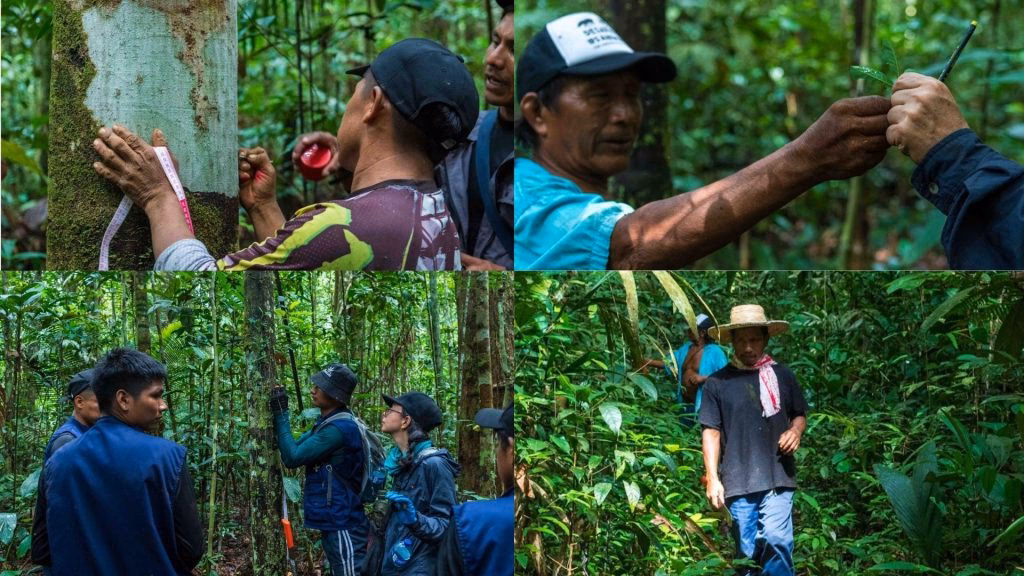 ¿Qué hizo la CARE para ayudar a los ashanikas?