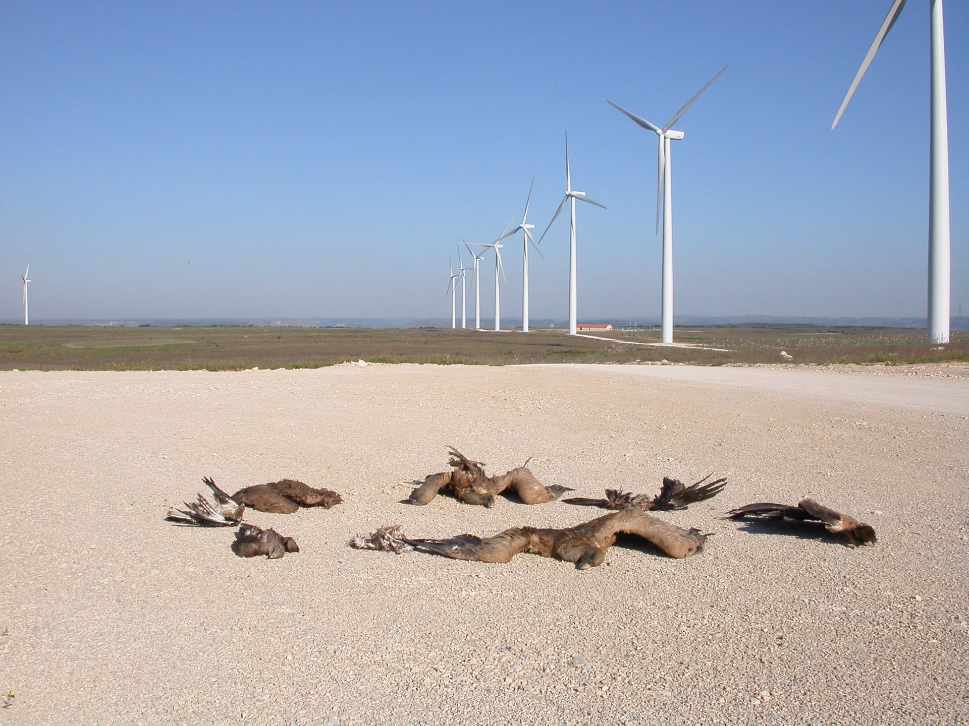 ¿Cuál es el impacto ambiental de un parque eólico?