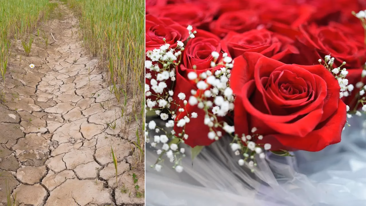 ¿Cómo combatir la contaminación ambiental en Miraflores?