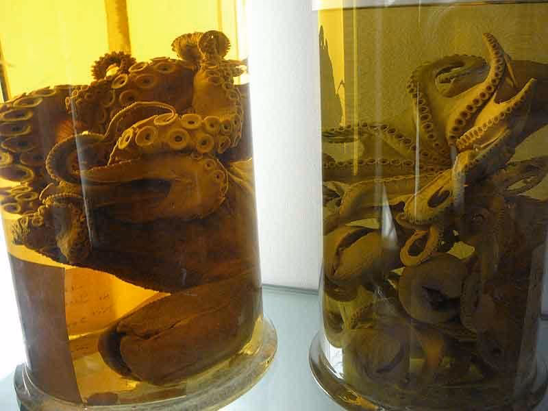 ¿Por qué los funerales son contaminantes?