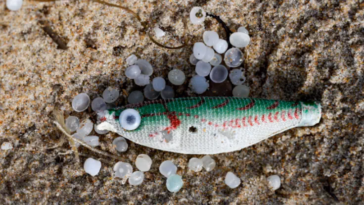 ¿Cómo se controlan los cebos toxicos?