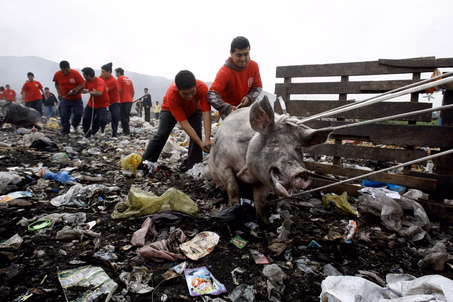 ¿Cuántas explotaciones de cerdos hay en Carmona?