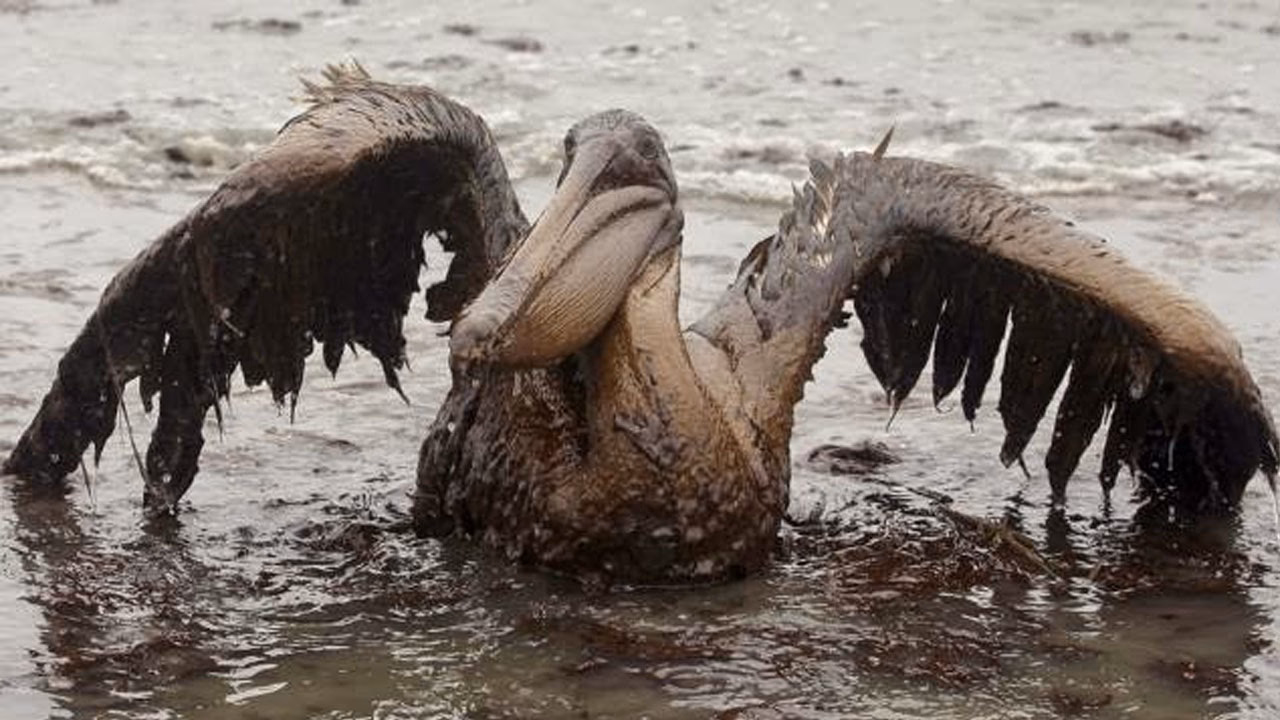 ¿Cuál es el problema de contaminación por basura marina?