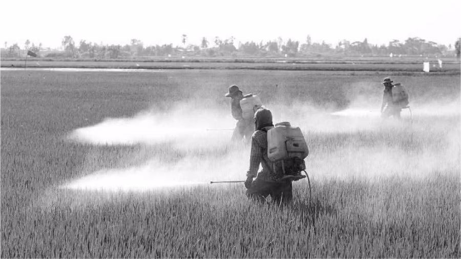 ¿Cómo afecta el glifosato a las cañas?
