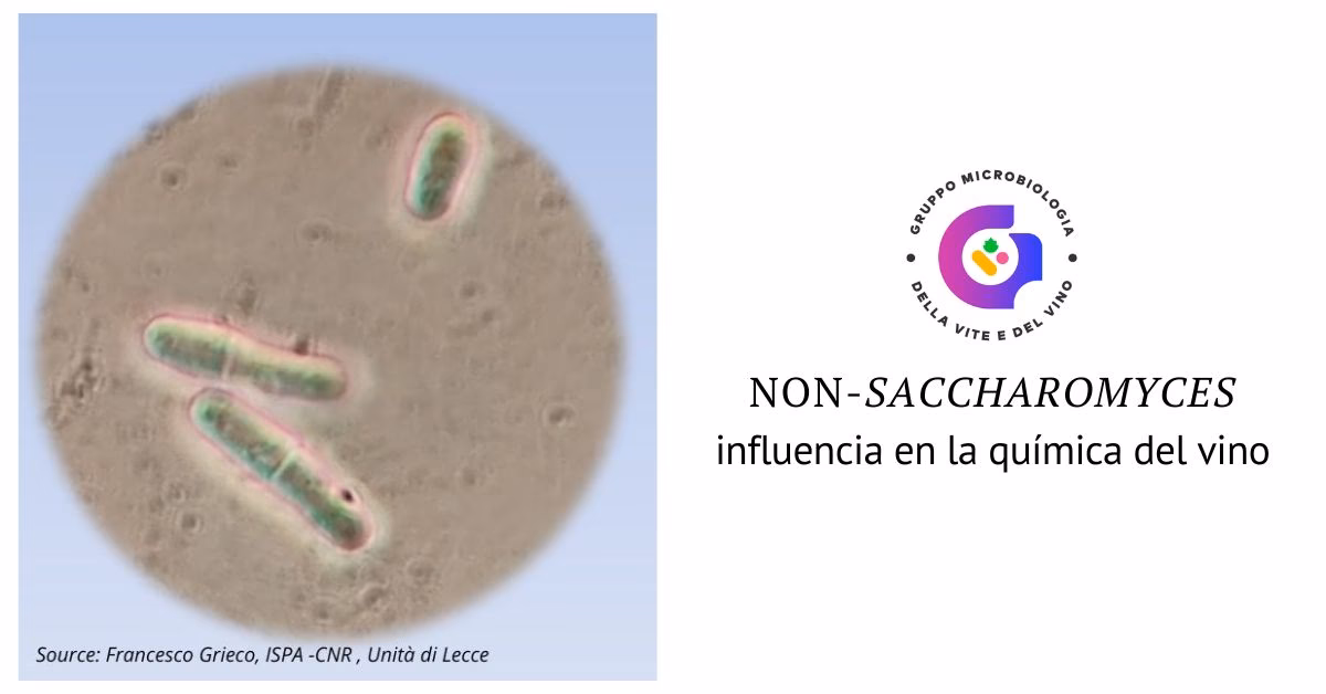 ¿Cómo afectan las levaduras al vino?