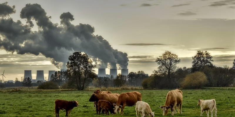 ¿Cuáles son las causas de la contaminación animal?