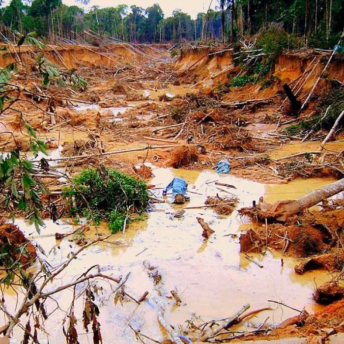 ¿Cuáles son los impactos socioeconómicos de la explotación forestal?