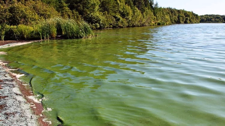 ¿Cómo prevenir la contaminación por nutrientes?