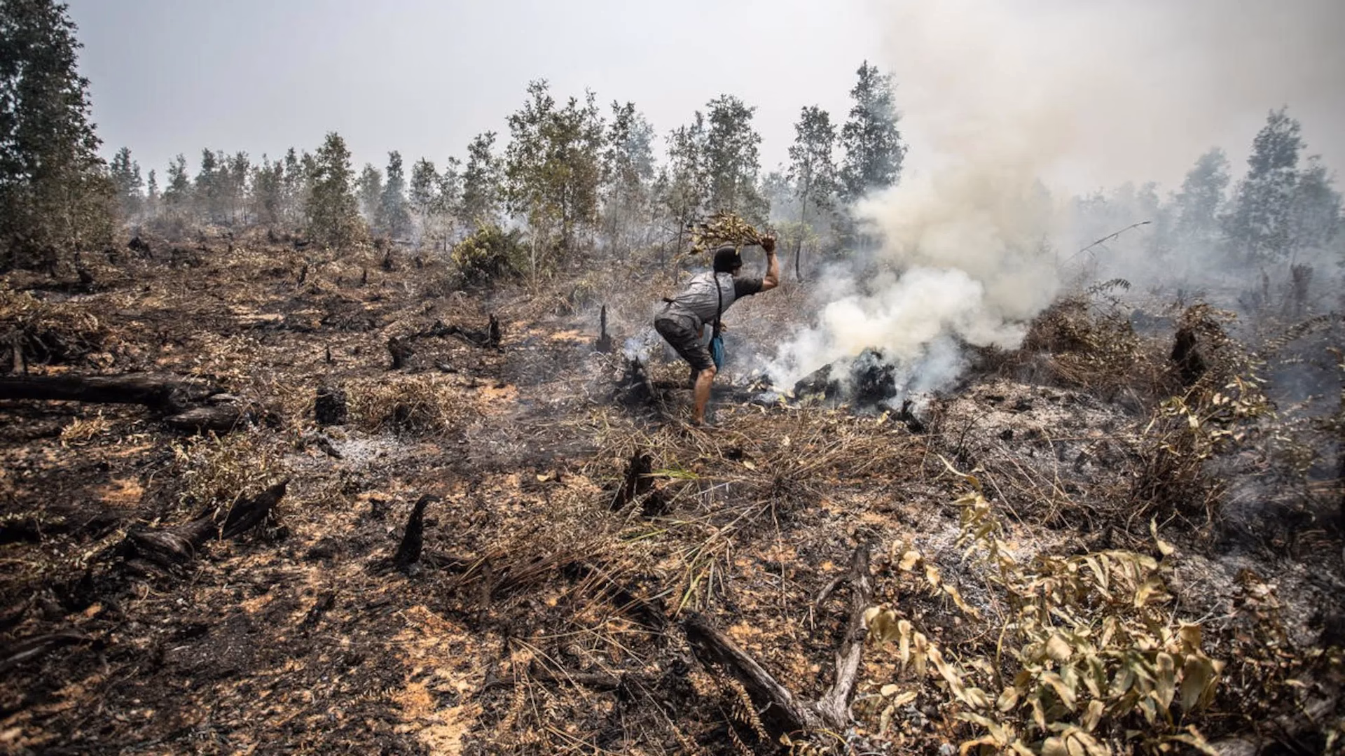 ¿Cómo contribuye la etnobotánica a la Antropología ambiental?