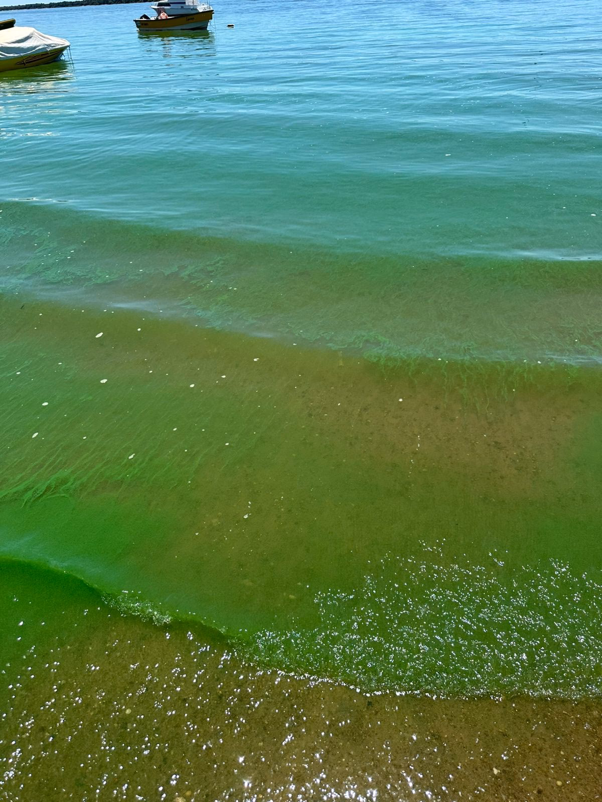 ¿Cuáles son los efectos de la contaminación del río Palo Blanco?