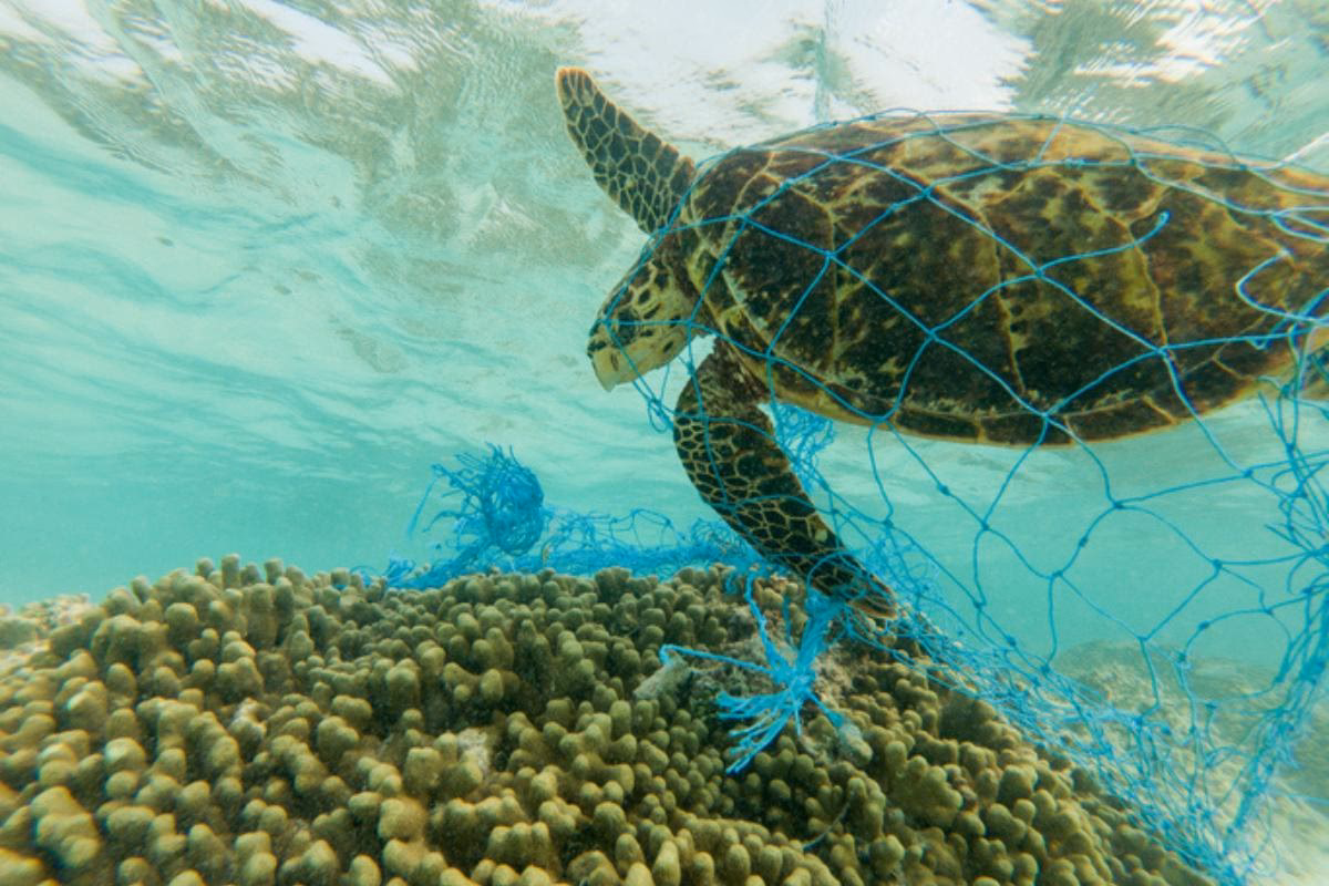 ¿Cómo afecta la contaminación acústica al entorno marino?