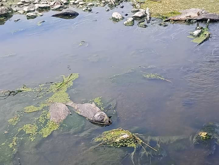 ¿Cuáles son las principales contaminantes del río San Juan?