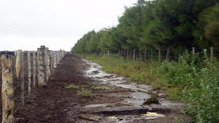 ¿Cómo afectará la industria a los feedlots?