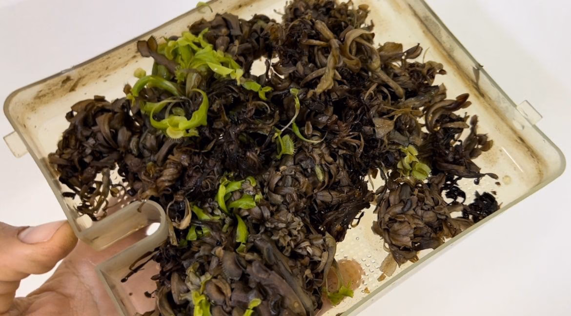 ¿Cuál es el porcentaje de contaminación bacteriana en el establecimiento in vitro?