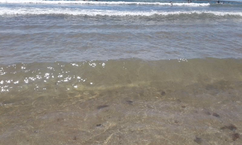 ¿Cómo afecta la paloma al techo del Palomar?