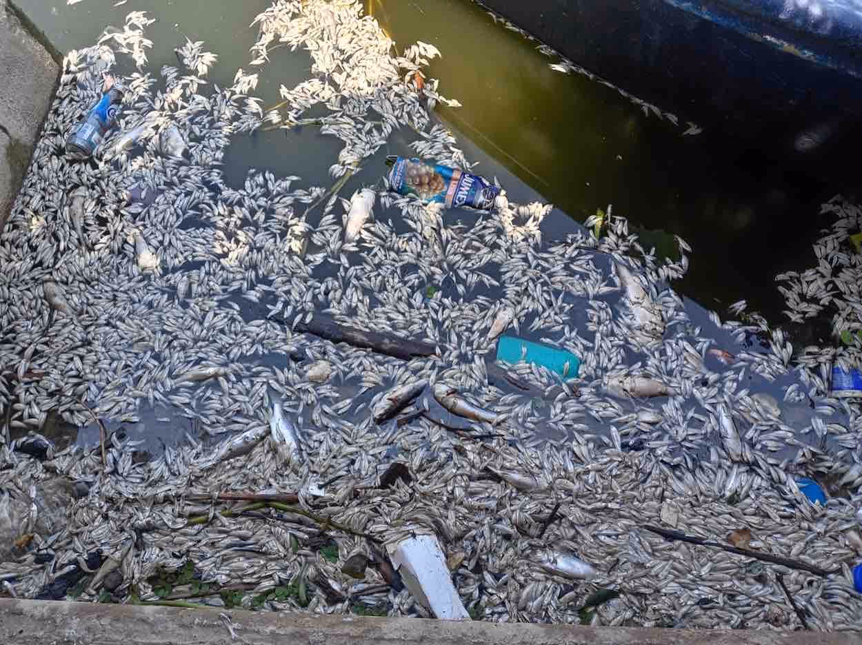 ¿Cómo afecta la contaminación hídrica a las especies?