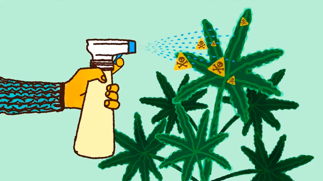 ¿Cómo afecta la cannabis a la percepción?