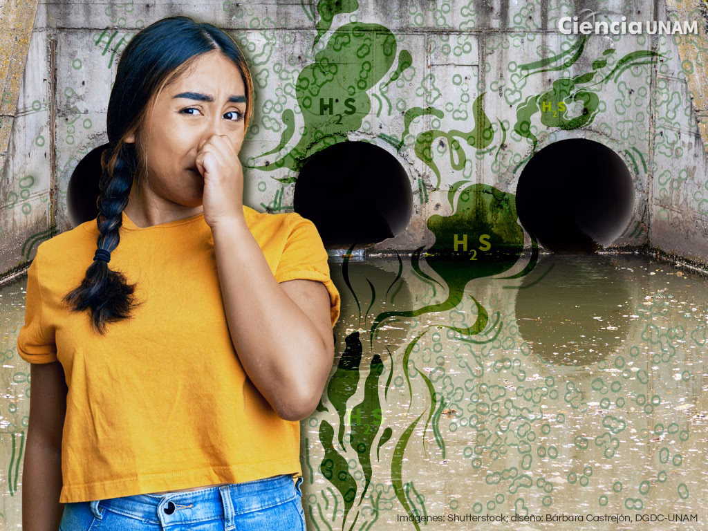 ¿Cuáles son las consecuencias de la contaminación odorífica?