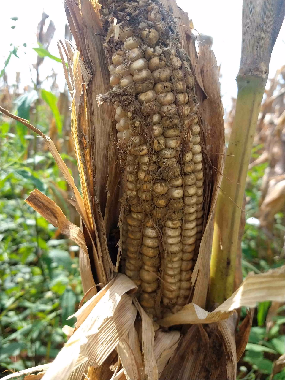¿Cuáles son las causas de la aflatoxina?