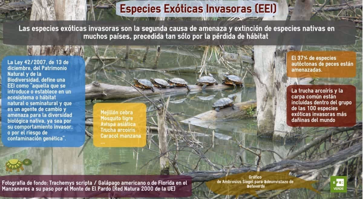 ¿Cuáles son las fuentes de introducción de especies exóticas en el mar?