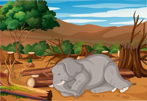 ¿Cuáles son las consecuencias de la descomposición de animales y vegetales en el agua contaminada?