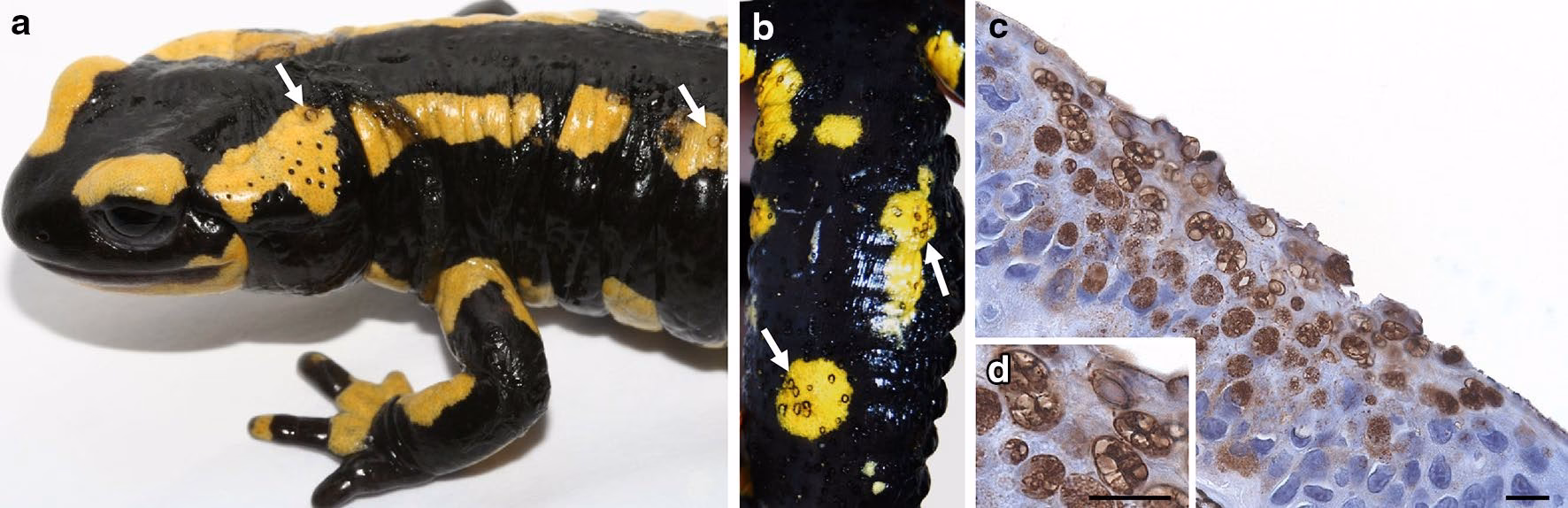 ¿Dónde se encuentra la salamandra en peligro de extinción?