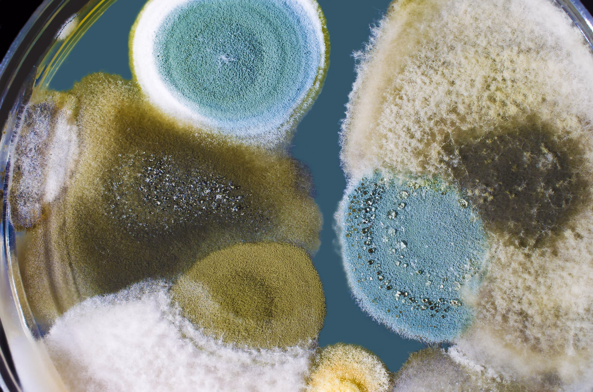 ¿Cuáles son las acciones contaminantes y sus pasivos ambientales?