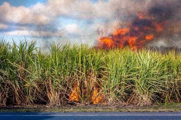 ¿Qué requiere la caña de azúcar para alcanzar altos rendimientos?