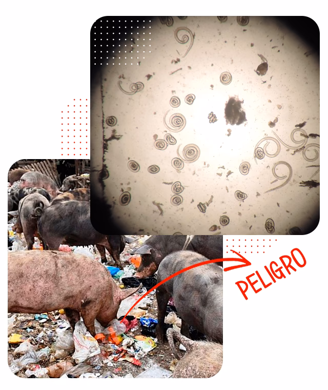 ¿Cuáles son las principales fuentes de transmisión de triquinosis?