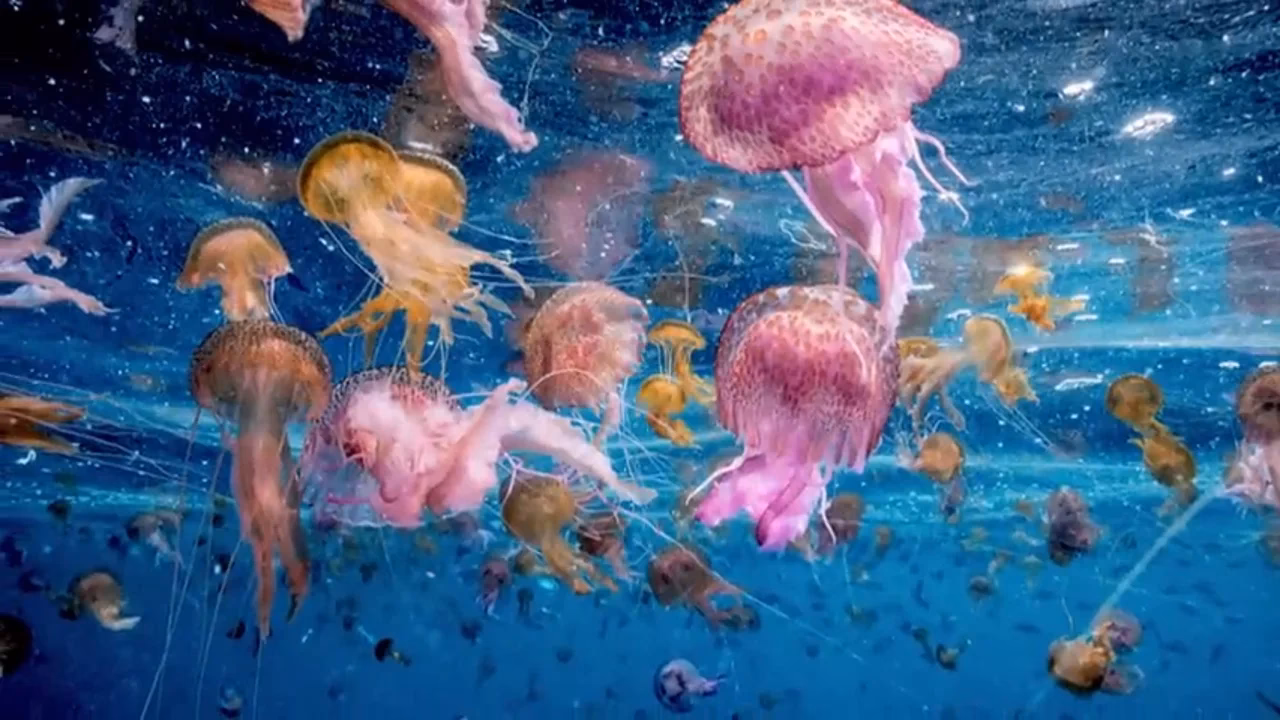 ¿Cómo afecta la contaminación del agua a las medusas?