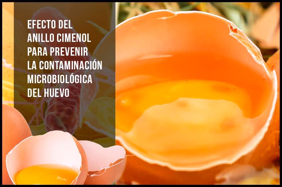 ¿Cuáles son las causas de la contaminación bacteriana del huevo fresco?
