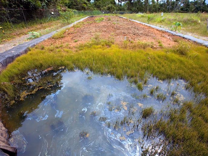 ¿Cuáles son las características de los procesos edáficos?
