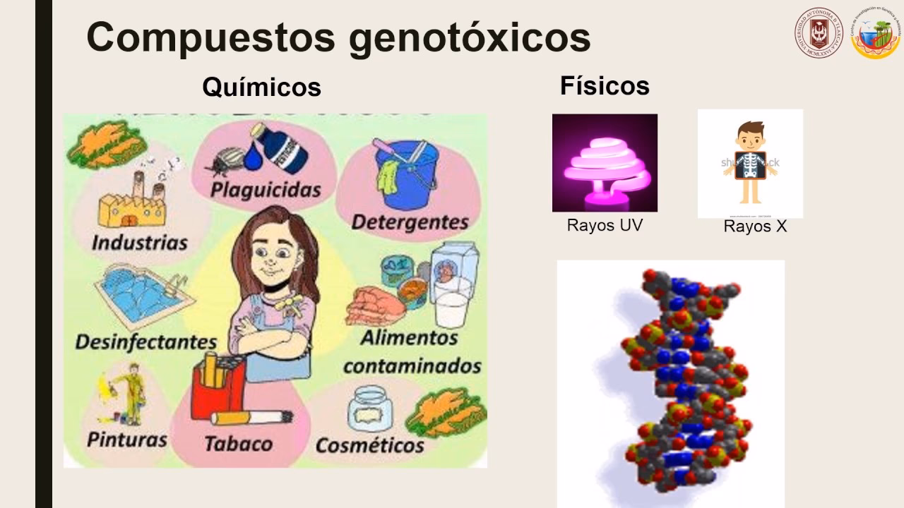 ¿Cómo se evalua la genotoxicidad?