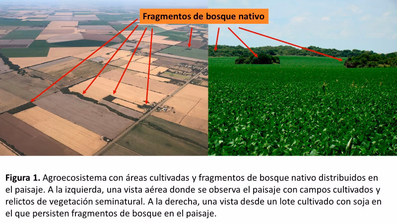 ¿Cuáles son las causas de la propagación de la soja?