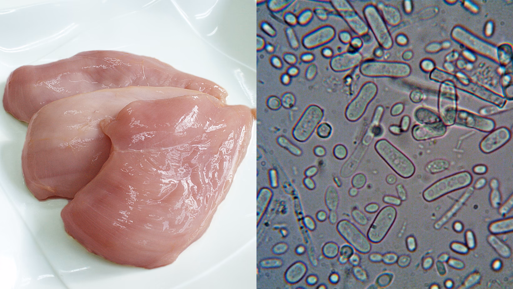 ¿Qué se tolera en la pechuga de pollo?